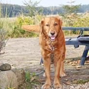 Golden retriever Emma