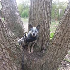 Australsk cattledog Tess