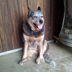 Australsk cattledog Tess
