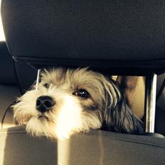 Chinese crested powder puff Sam ( Himmelhund)