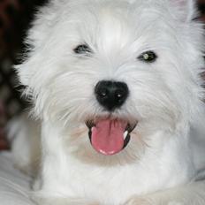 West highland white terrier Hailie