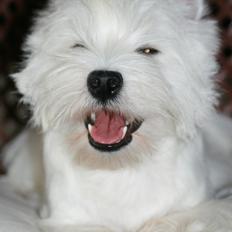 West highland white terrier Hailie