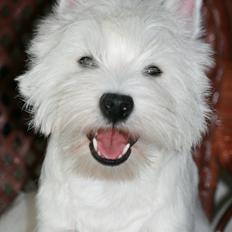 West highland white terrier Hailie
