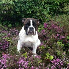 Olde english bulldogge *BETTY*