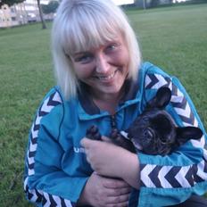 Fransk bulldog Lui Aimée gorgeous Kenya