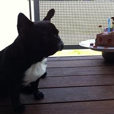 Fransk bulldog Lui Aimée gorgeous Kenya