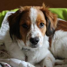 Kooikerhondje Barney