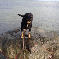 Blanding af racer Bella Rottweiler/Labrador