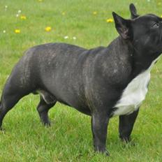 Fransk bulldog Lui Aimée gorgeous Kenya