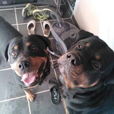 Rottweiler Paco