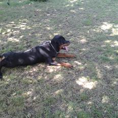 Rottweiler Paco