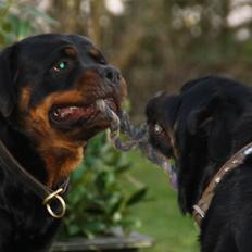 Rottweiler Samson