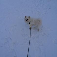 Volpino italiano Fulgencio Minick