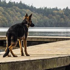 Schæferhund Degner Carlo