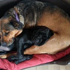 Blanding af racer Odin