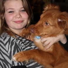 Nova scotia duck tolling retriever Maiko