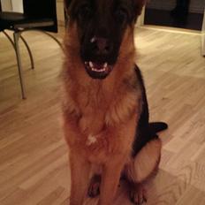 Schæferhund Wildmarkens Kenya