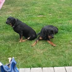 Blanding af racer Bella Rottweiler/Labrador