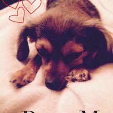 Blanding af racer Luna