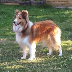 Shetland sheepdog Cindy