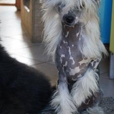 Chinese crested hårløs banjo