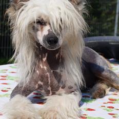 Chinese crested hårløs banjo