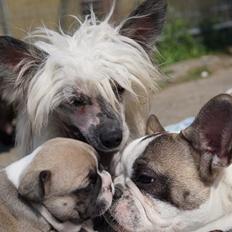 Chinese crested hårløs banjo