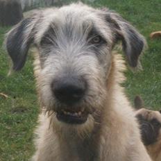 Irsk ulvehund kejser