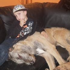 Irsk ulvehund kejser