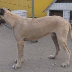 Irsk ulvehund kejser