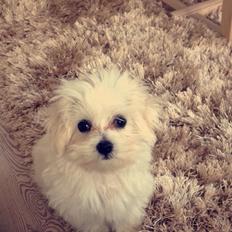 Malteser Bobby