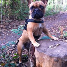 Fransk bulldog Luna :)