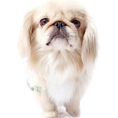Pekingeser molly