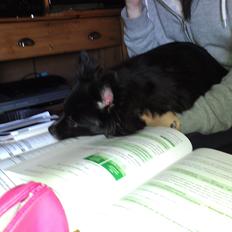 Blanding af racer Lille