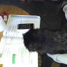 Blanding af racer Lille