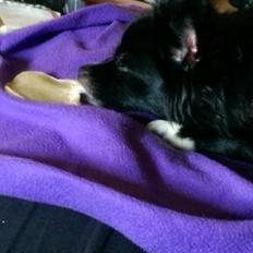 Blanding af racer Lille