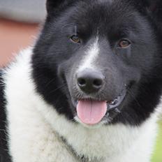 Karelsk bjørnehund Bastian