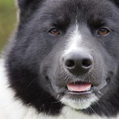 Karelsk bjørnehund Bastian