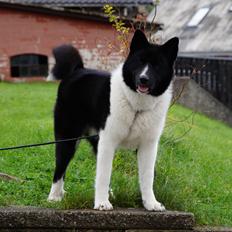 Karelsk bjørnehund Bastian