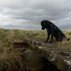 Labrador retriever Sofus