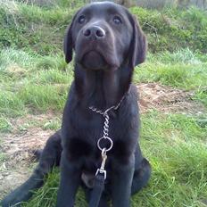 Labrador retriever Sofus