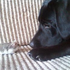 Labrador retriever Sofus