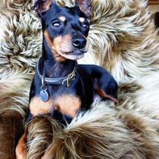 Dvaergpinscher King (2003 - 2016)