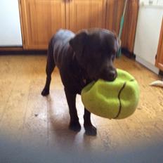 Labrador retriever Kimi