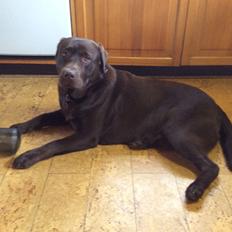 Labrador retriever Kimi