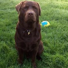 Labrador retriever Kimi