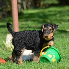 Airedale terrier Shadow Of Aire Love Song