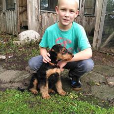 Airedale terrier Shadow Of Aire Love Song