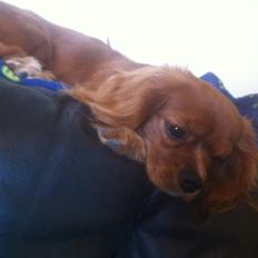 Cavalier king charles spaniel Bastian