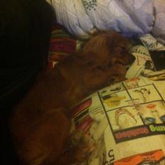 Cavalier king charles spaniel Bastian